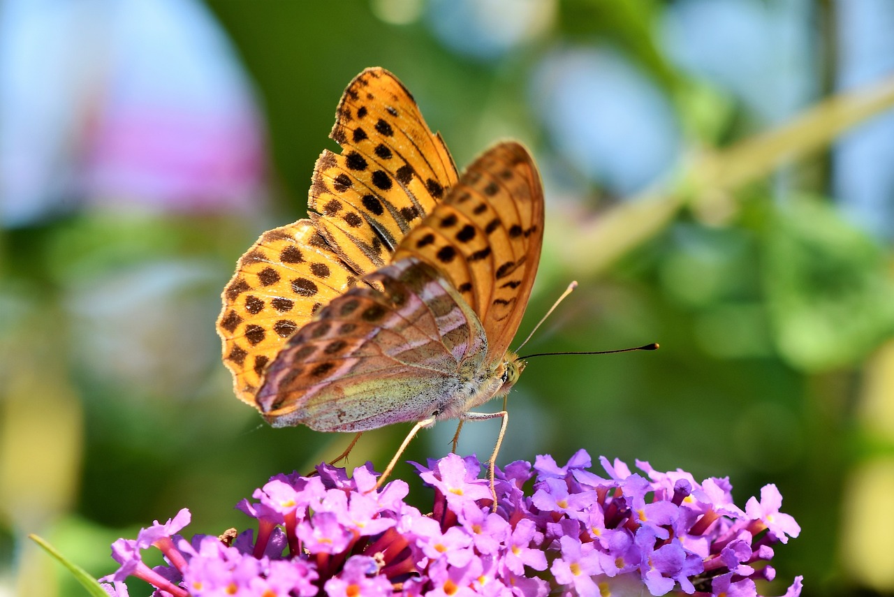 The Consciousness of Social Insects